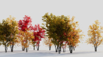 Acer saccharinum a