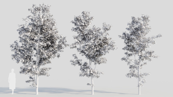 Acer saccharinum b