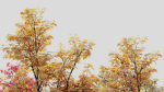 Acer saccharinum b