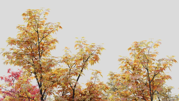 Acer saccharinum b