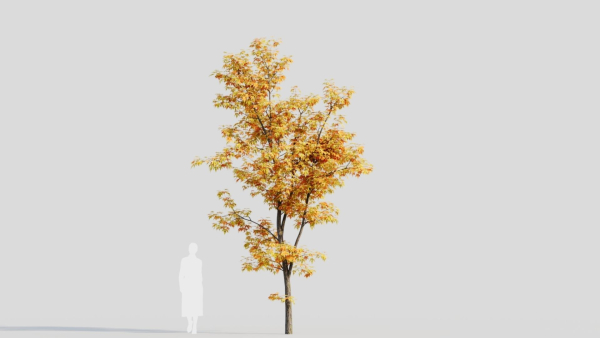 Acer saccharinum b
