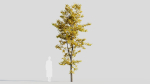 Acer saccharinum b