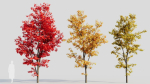 Acer saccharinum b