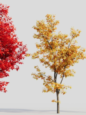acer-saccharinum-b-3d-model-73171bacf5