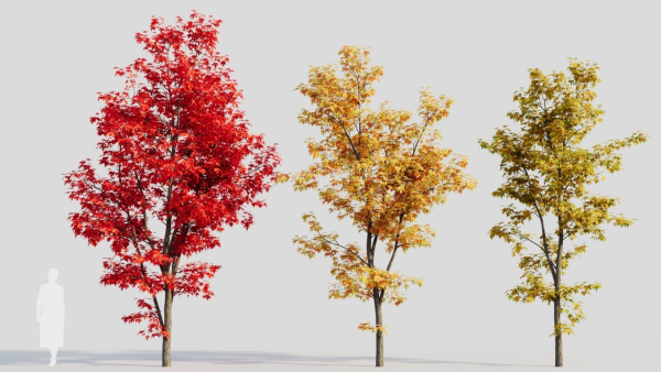 Acer saccharinum b