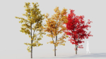 Acer saccharinum b