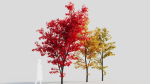 Acer saccharinum b