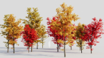 Acer saccharinum b