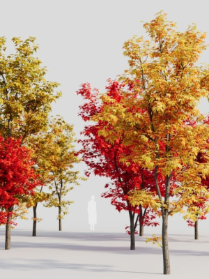 Acer saccharinum b