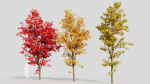 Acer saccharinum b