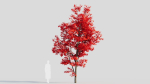 Acer saccharinum b
