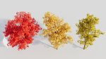 Acer saccharinum b