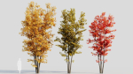 Acer saccharinum d