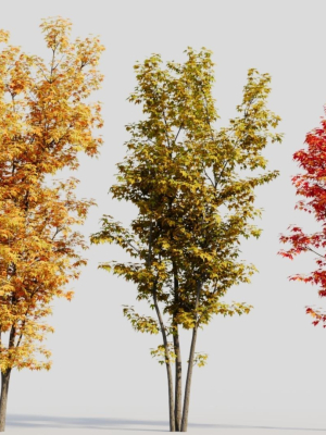 Acer saccharinum d