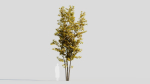 Acer saccharinum d