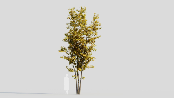Acer saccharinum d