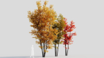 Acer saccharinum d