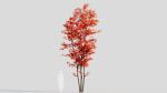 Acer saccharinum d