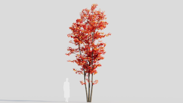 Acer saccharinum d
