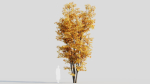 Acer saccharinum d