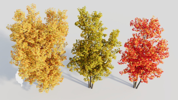 Acer saccharinum d