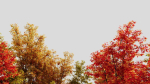 Acer saccharinum d