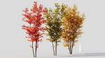 Acer saccharinum d