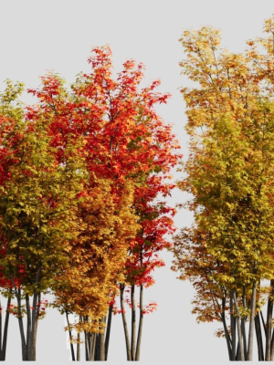 acer-saccharinum-d-3d-model-d0061ddd01