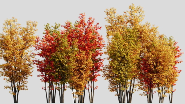 Acer saccharinum d