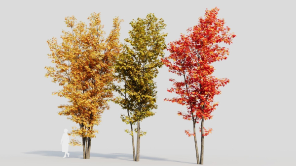 Acer saccharinum d