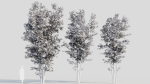 Acer saccharinum d