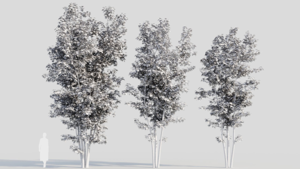 Acer saccharinum d