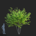 Acer saccharum multi-stem