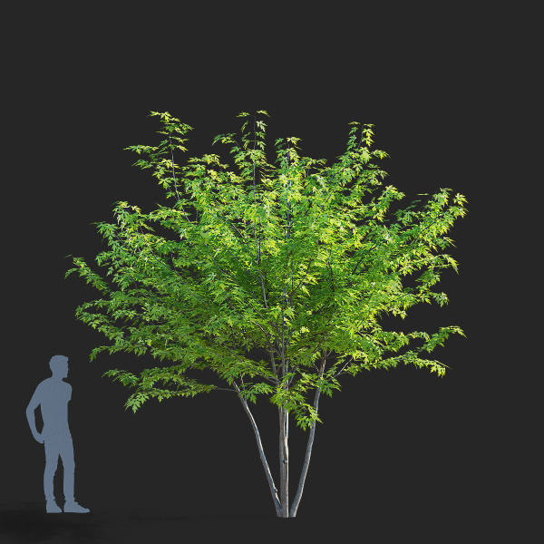 Acer saccharum multi-stem