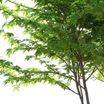 Acer saccharum multi-stem