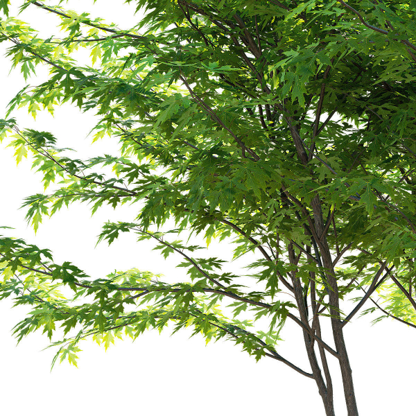 Acer saccharum multi-stem