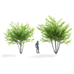 Acer saccharum multi-stem