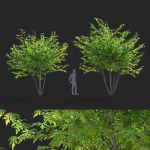 Acer saccharum multi-stem