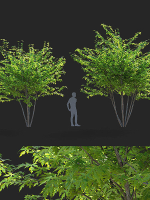 Acer saccharum multi-stem