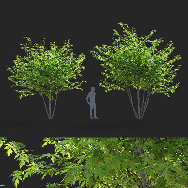 Acer saccharum multi-stem