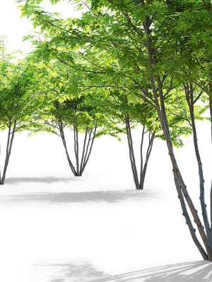 acer-saccharum-multi-stem-3d-model-7cbef6e327