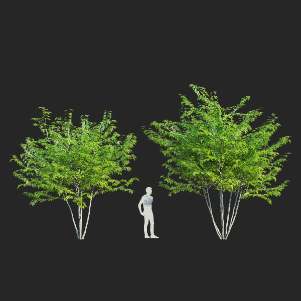 Acer saccharum multi-stem