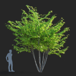 Acer saccharum multi-stem