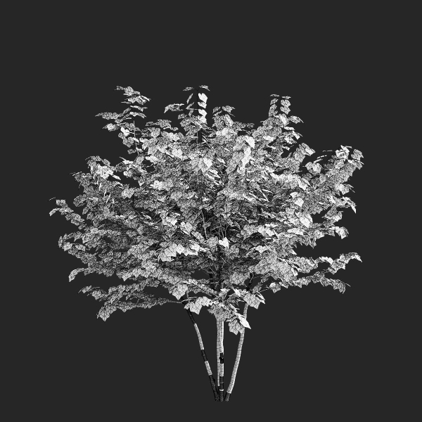Acer saccharum multi-stem
