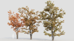 Acer tataricum a