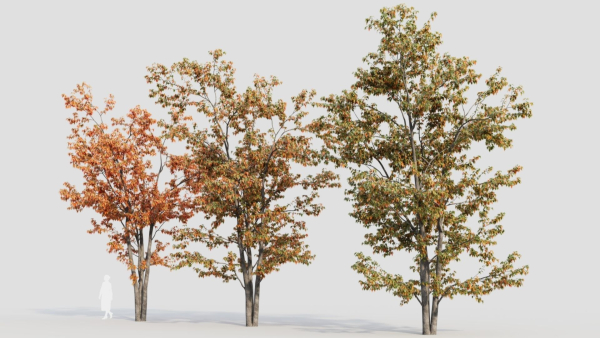 Acer tataricum a