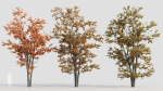Acer tataricum a