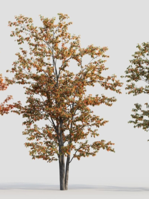 Acer tataricum a