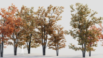 Acer tataricum a