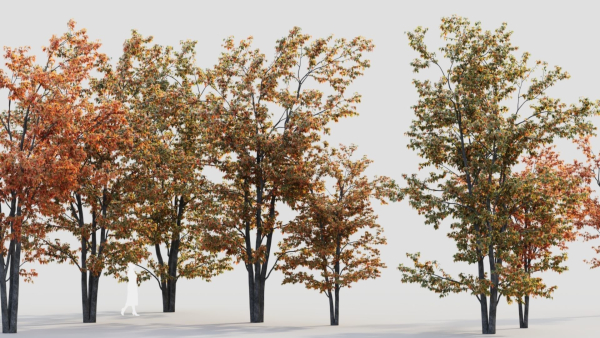 Acer tataricum a